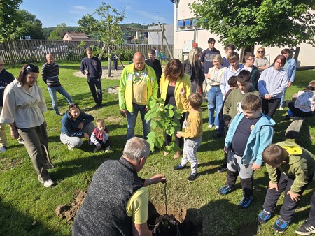Sajenje lip_OŠ Cvetko Golar Ljutomer_junij2026 (9)